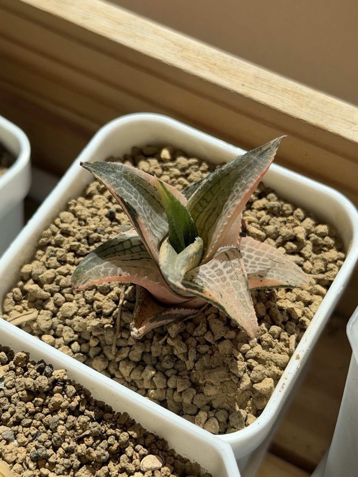 Haworthia tessellata Mystery Variegated(short leaf), Same as pic (1.5”)