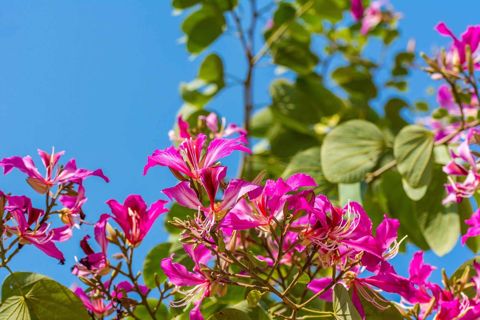 10 PURPLE ORCHID TREE Bauhinia Purpurea Camel’s Foot Butterfly Flower Tree Seeds