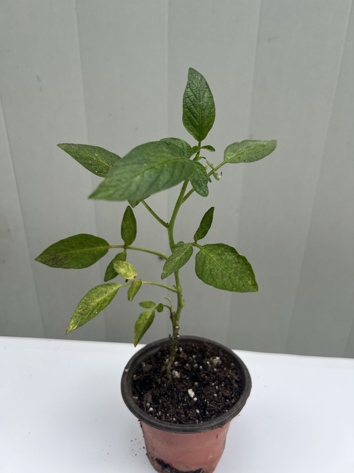 1 Pepino Melon Plant With Pot 12” Golden Ginseng Fruit Plant Ready To Plant