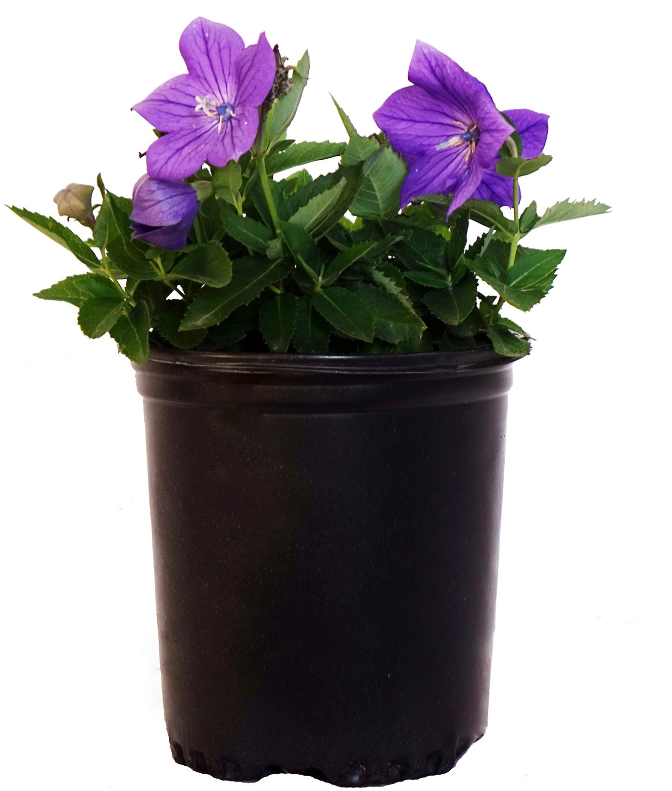 Blue Balloon Flower Perennial Platycodon Grandiflorus, 1Size Container