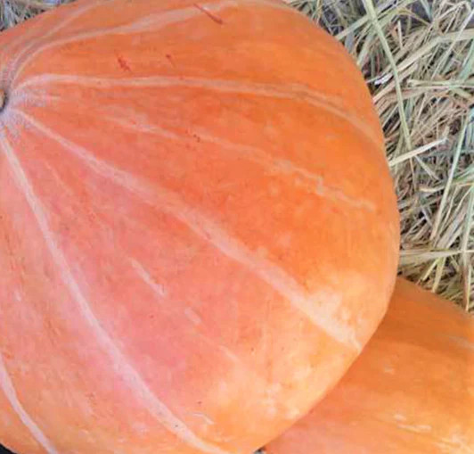 Mammoth Gold Pumpkin Seeds | Competition Big Giant Pumpkins Vegetable Seed 2024