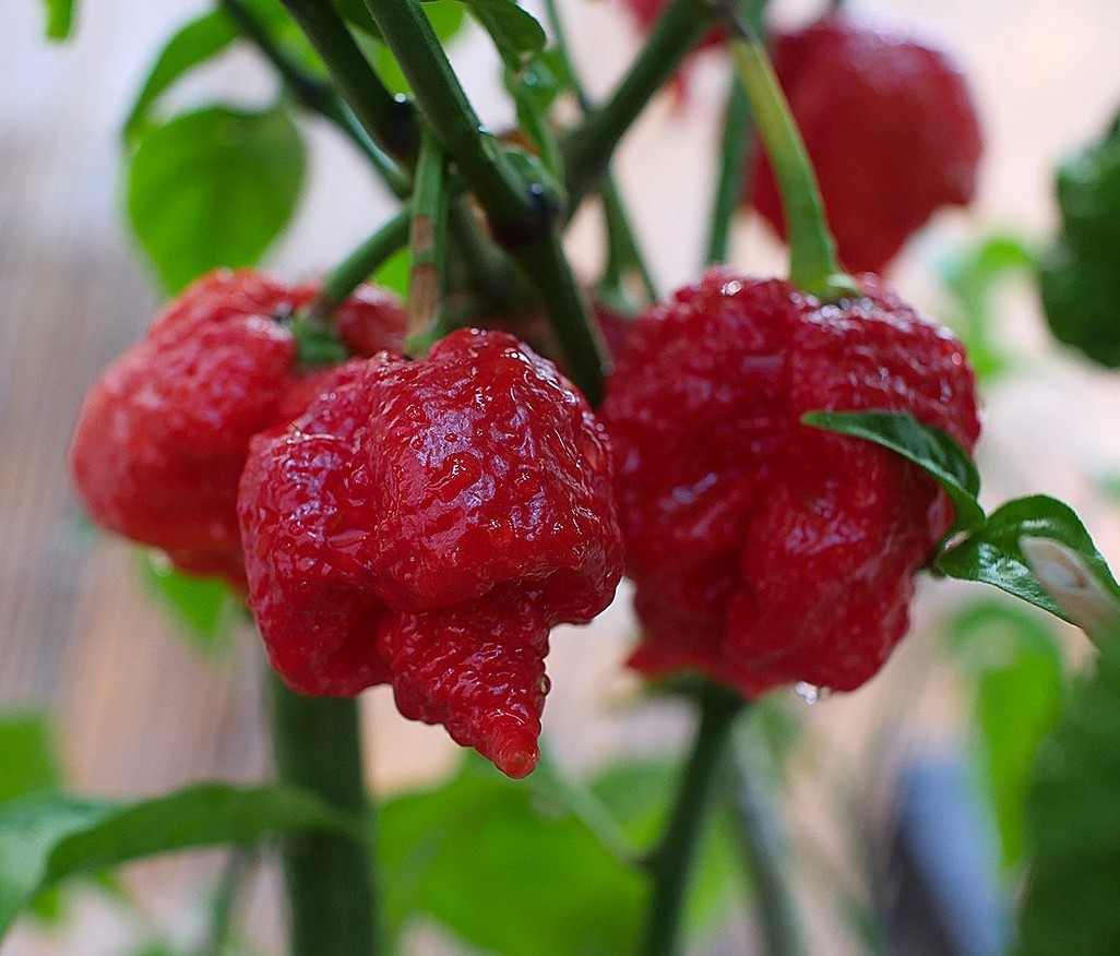 15 Newly Harvested Super-Hot Trinidad Scorpion Red Moruga Pepper Seeds-A 66