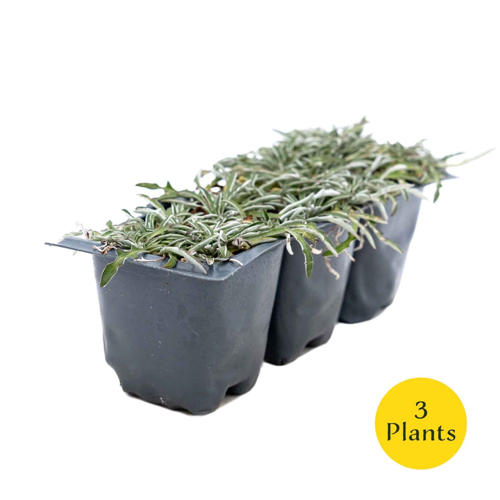 3 Silver Carpet, Live Plants in 2.5″ Cubes (Dymondia margaretae) Groundcover