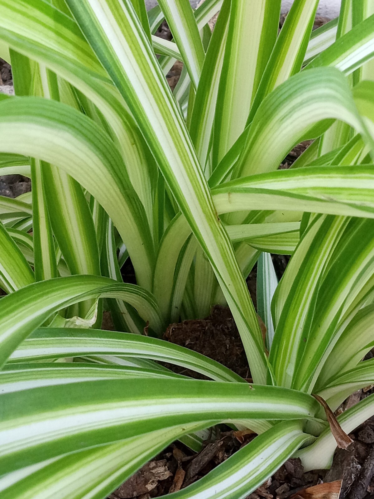 1 Variegated Live Spider Plant Pup ‘Chlorophytum Comosum” Rooted-Ready to Grow