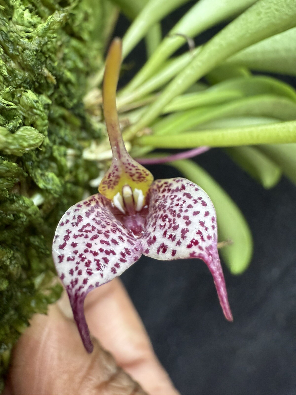 Masdevallia floribunda – Beautiful species from Mexico