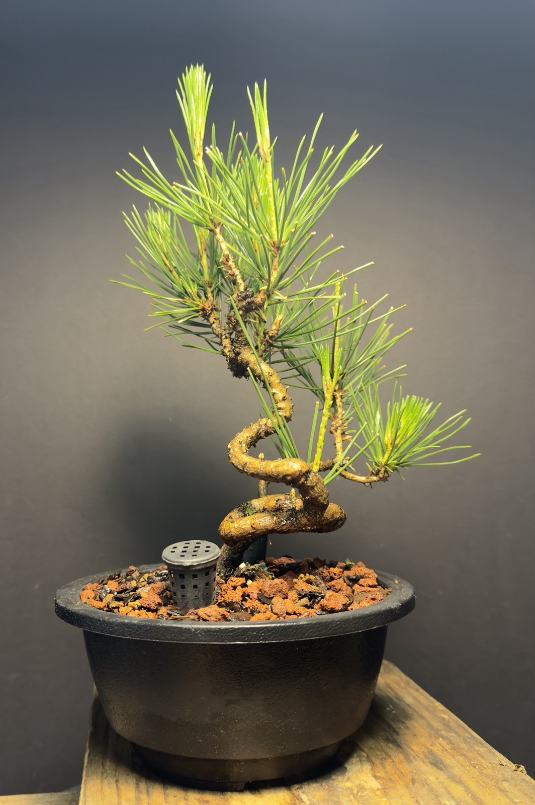 Bonsai Tree Japanese Black Pine Trained “Dragon” Style 11” Tall Plastic Grow Pot