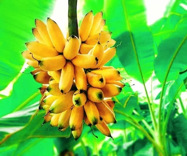 Banana Tree – Will Fruit This Year- Chiquita Banana
