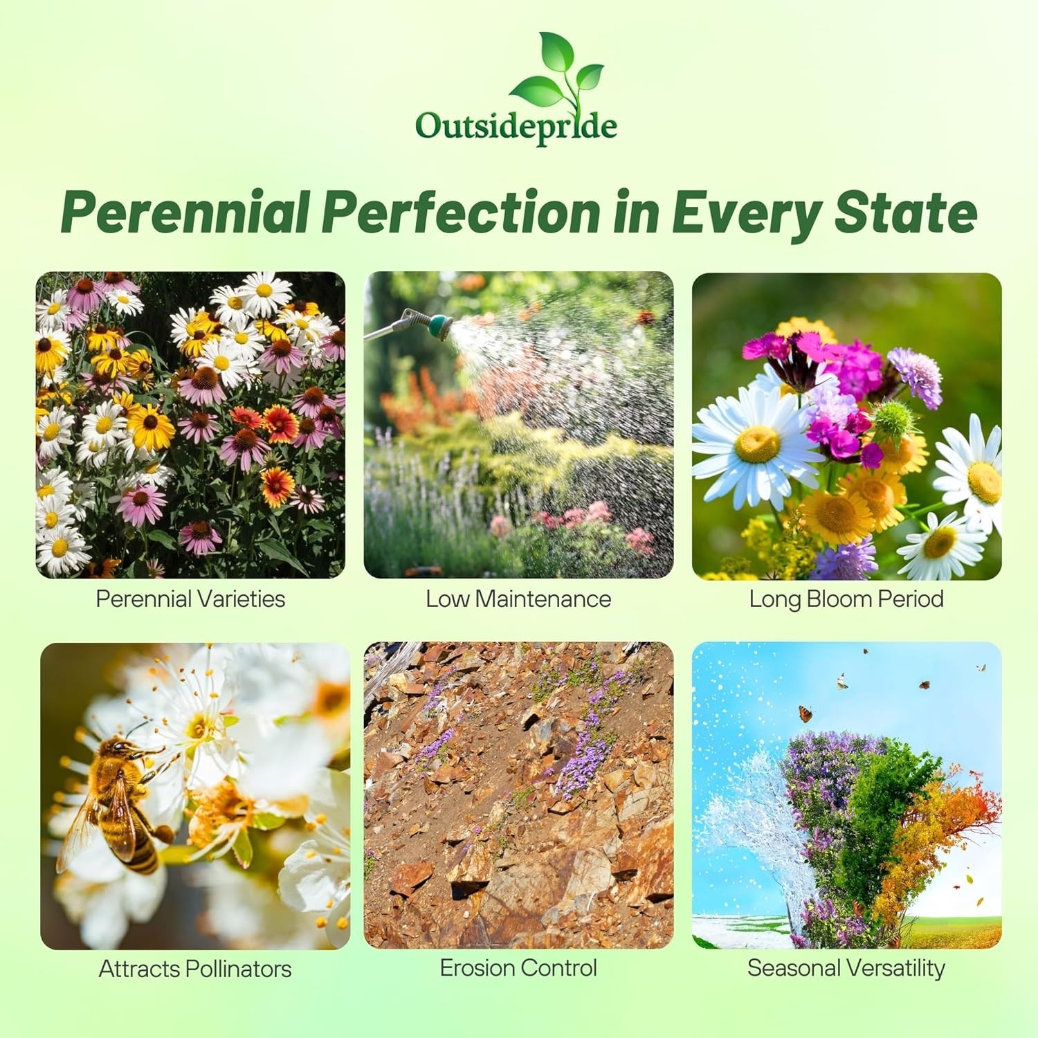 5 LBS Perennial wild flower seed from Outsidepride.