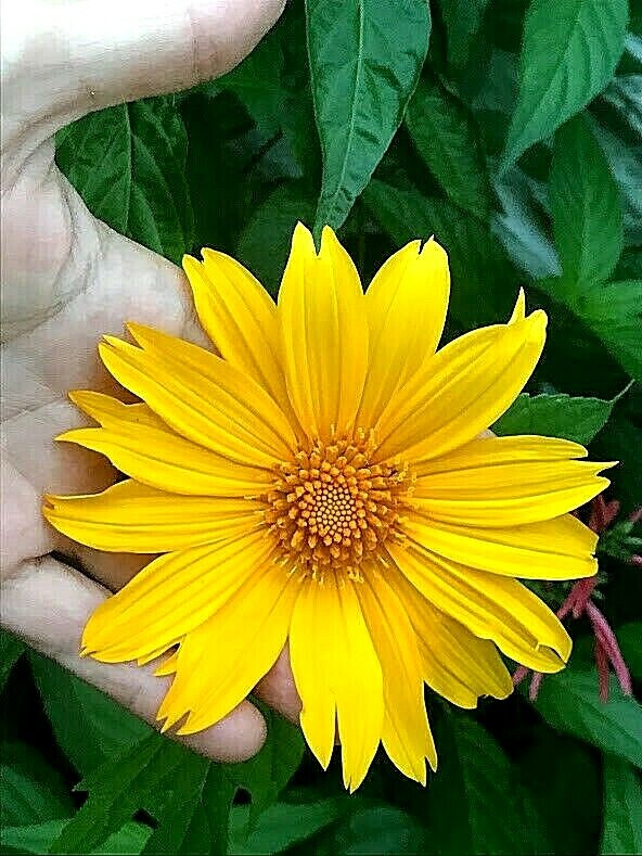 4 Live Rooted Cuttings Yellow Mexican Sunflower Tithonia diversifolia.