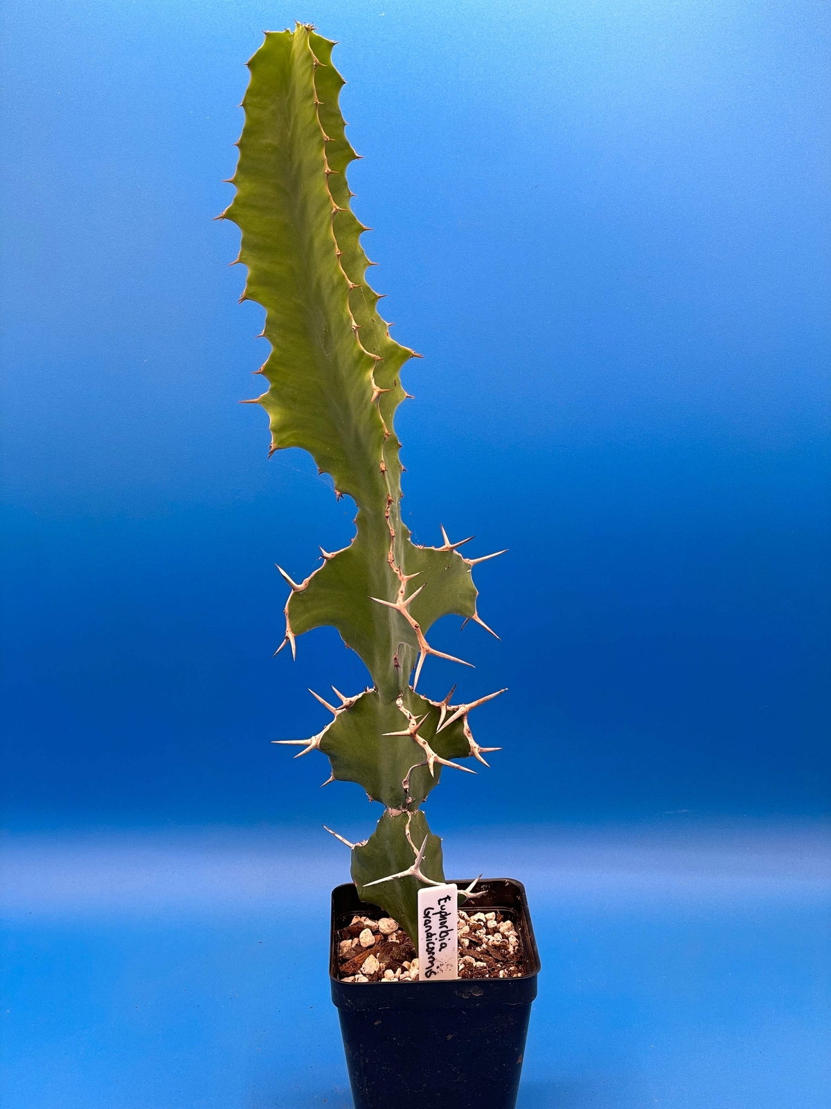 Cow’s Horn Euphorbia – E. Grandicornis – 3.5″ Pot – Tall And Super Healthy!