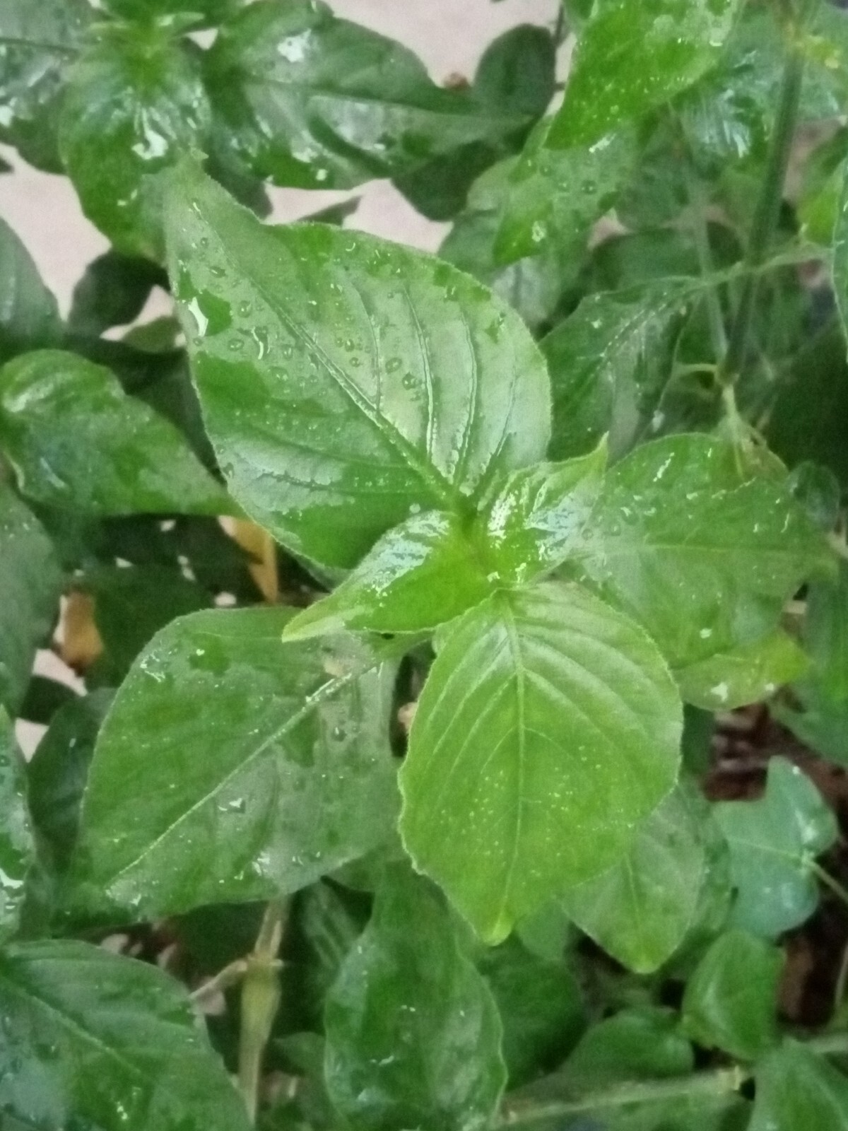 Magenta leaf 红蓝草 Perennial Vegetable Herb Lá Cẩm – Live Starter Plant