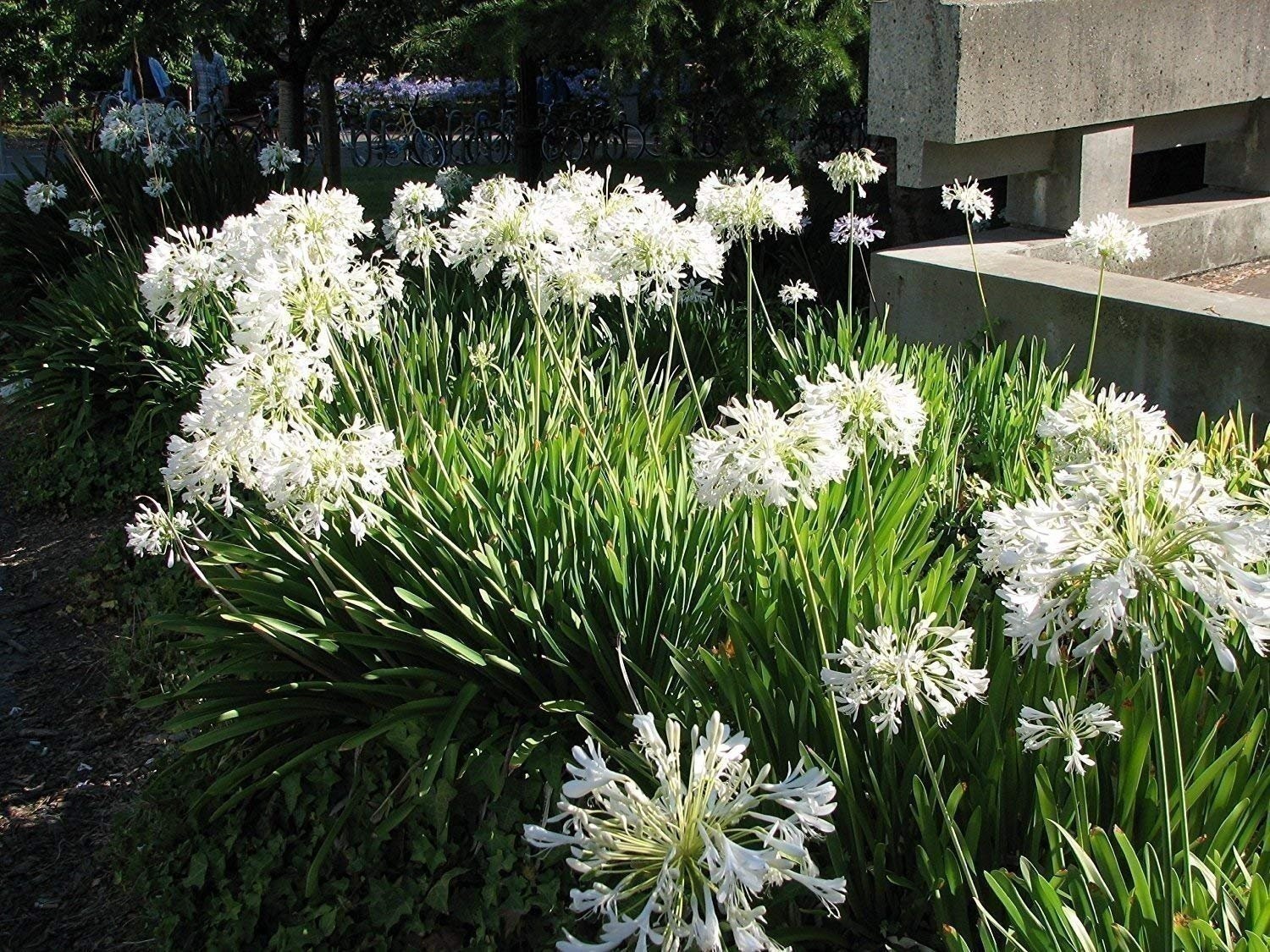 Agapanthus Getty White | 2 Inch | Agapanthus praecox | White Flowers | Borders