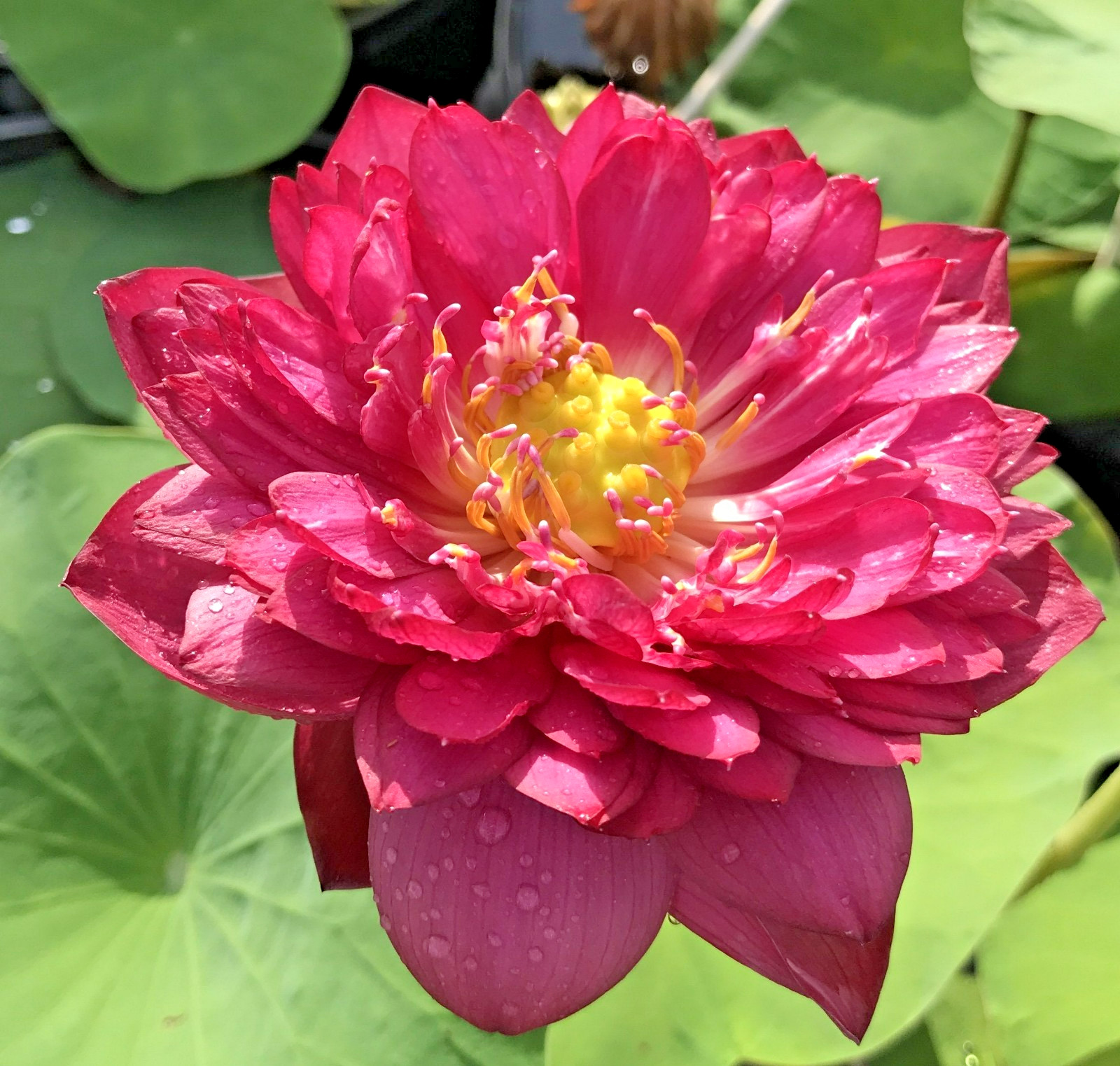 5 SIAM RUBY LOTUS SEEDS – ( MINI BOWL LOTUS ) – Nelumbo Nucifera