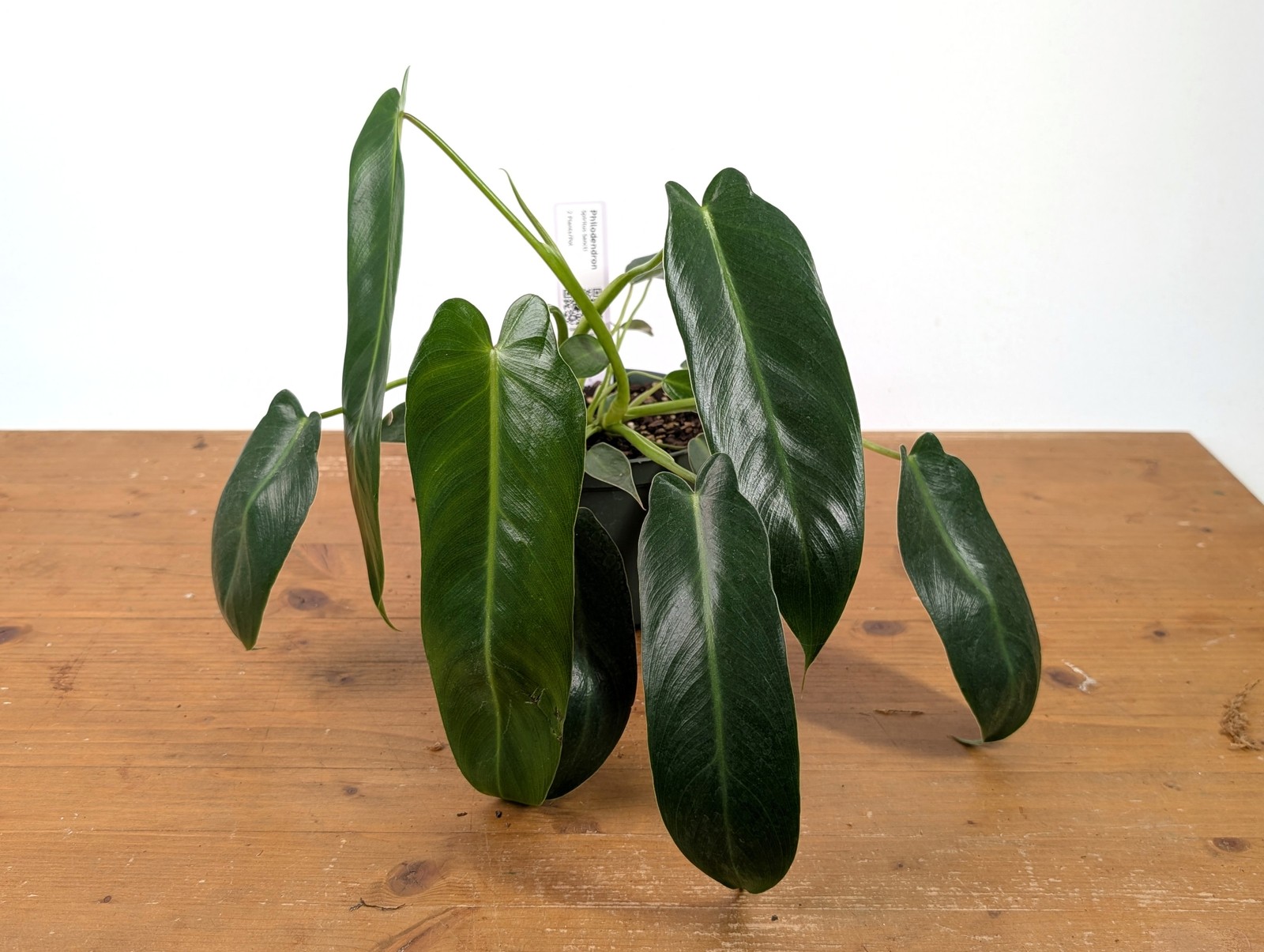 Philodendron Spiritus Sancti – 4 inch and 6 inch Pots – Rare Exotic Plant