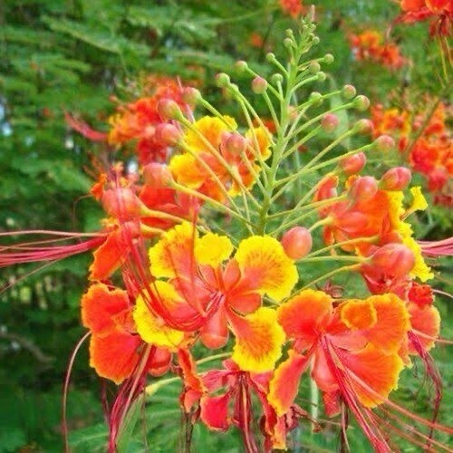 Pride of Barbados Peacock Flower 50 Seeds (Caesalpinia) Perennial Shrub