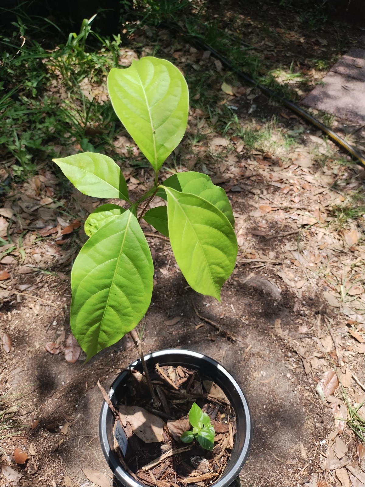 2 Plant Combo South American Psychotria V. And B. Caapi Plant In Same Pot # 2