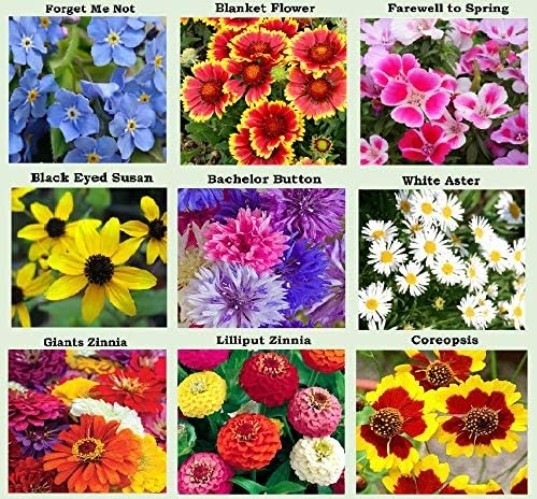 25 Pack Heirloom Flower Seeds – Colorful Varieties for Spring to Fall Bloom