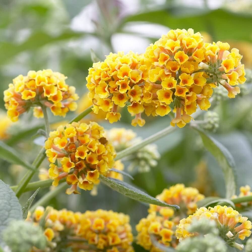 Yellow Butterfly Bush Starter Plant 4-6″ Tall-Honeycomb Buddleia Plant