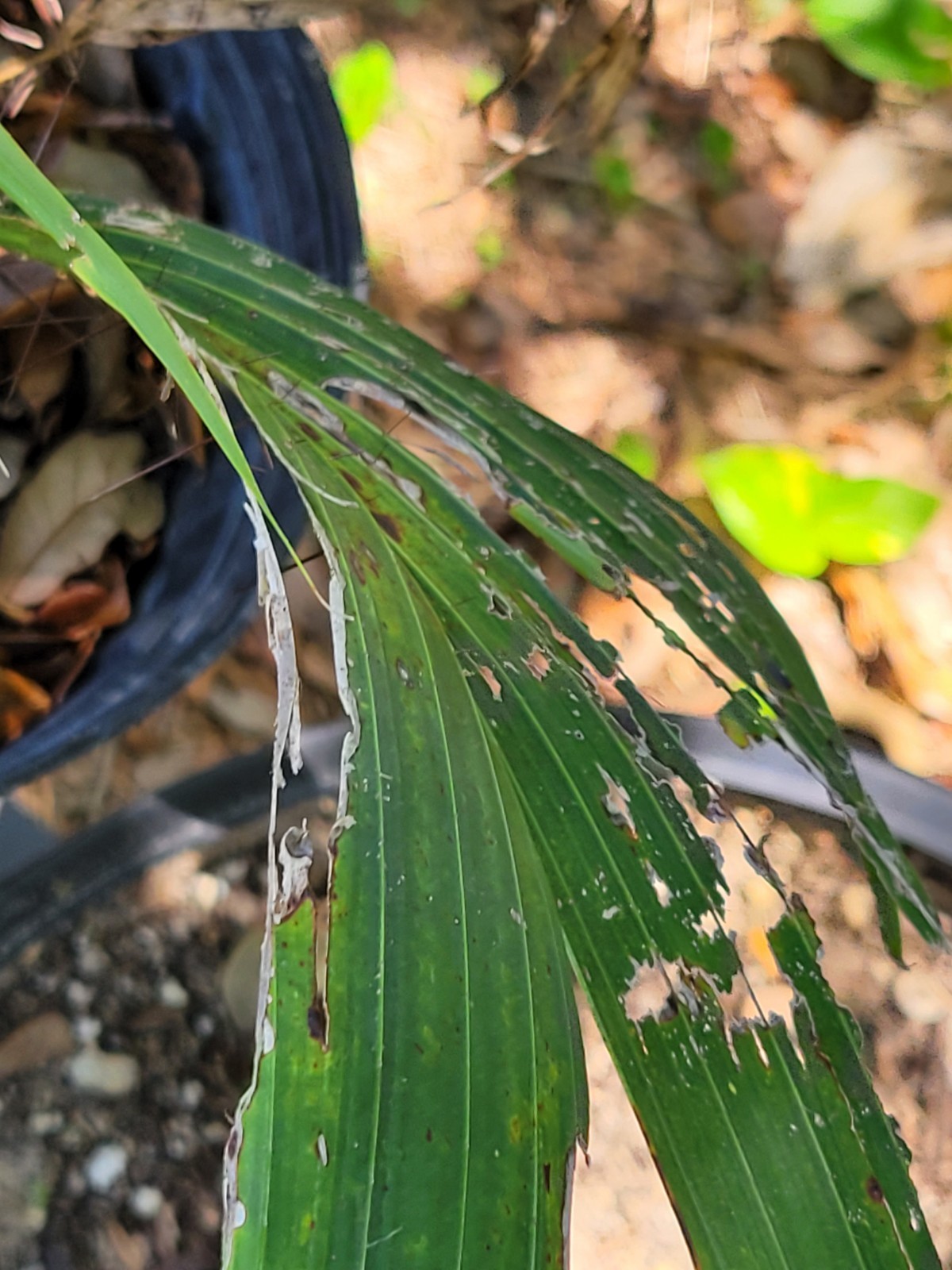 Acrocomia aculeata Palm Tree in 2 Gallon Container