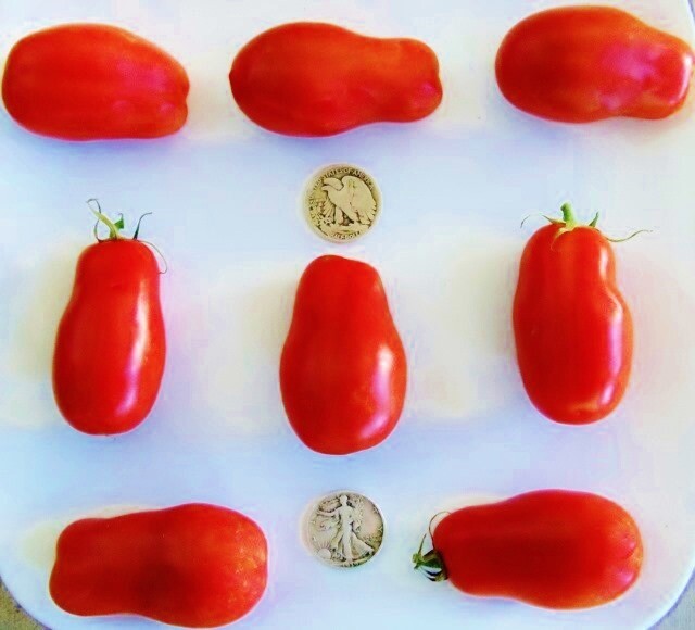 Mrtomatohead’s Top Ten 10, +25 Seed packets of my all time favorites! Will sub