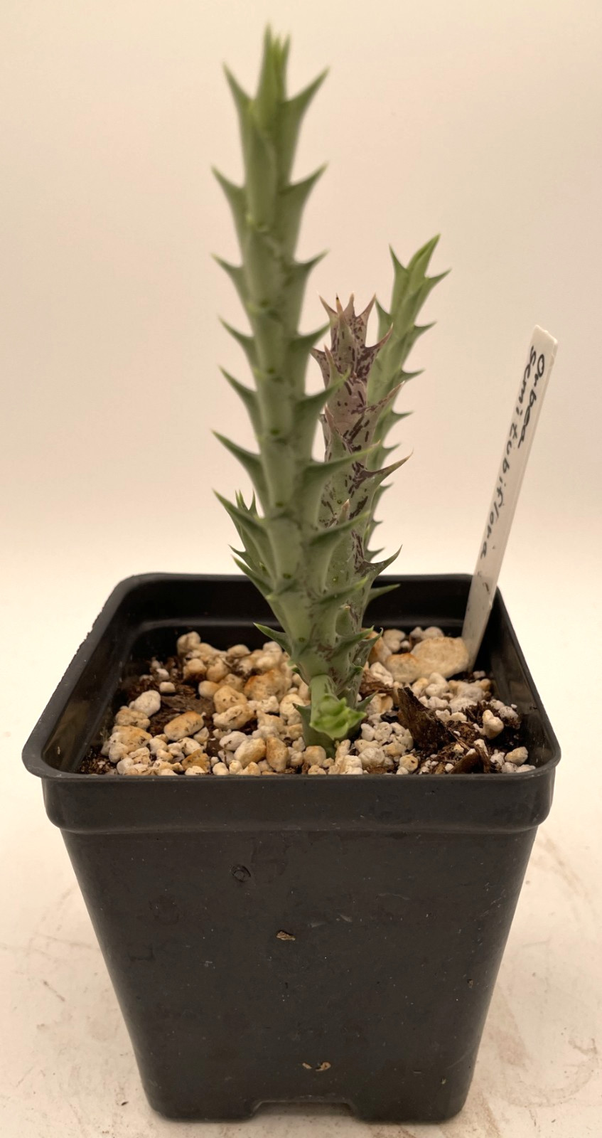 Orbea Semitubiflora 3.5″ Potted Plant – Well Rooted – No Ship to Cali or Arizona