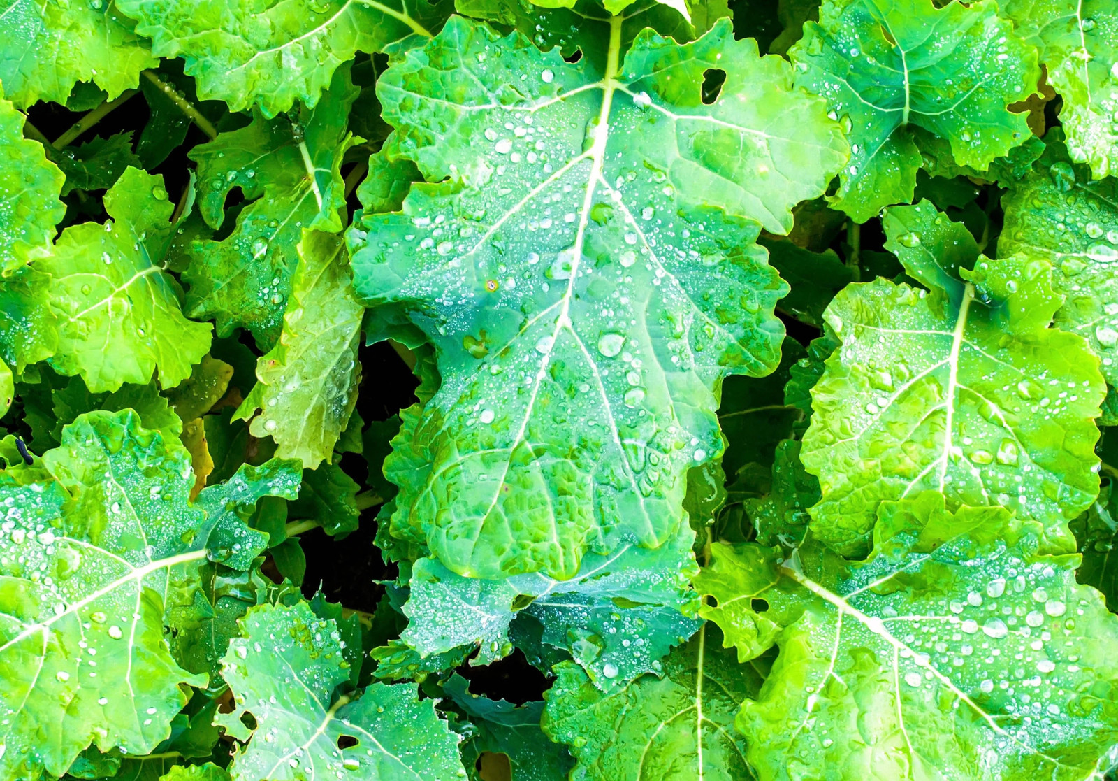 1000 ‘ WICHITA ‘ Winter CANOLA Brassica Napus Rape Oilseed Cover Crop Seeds