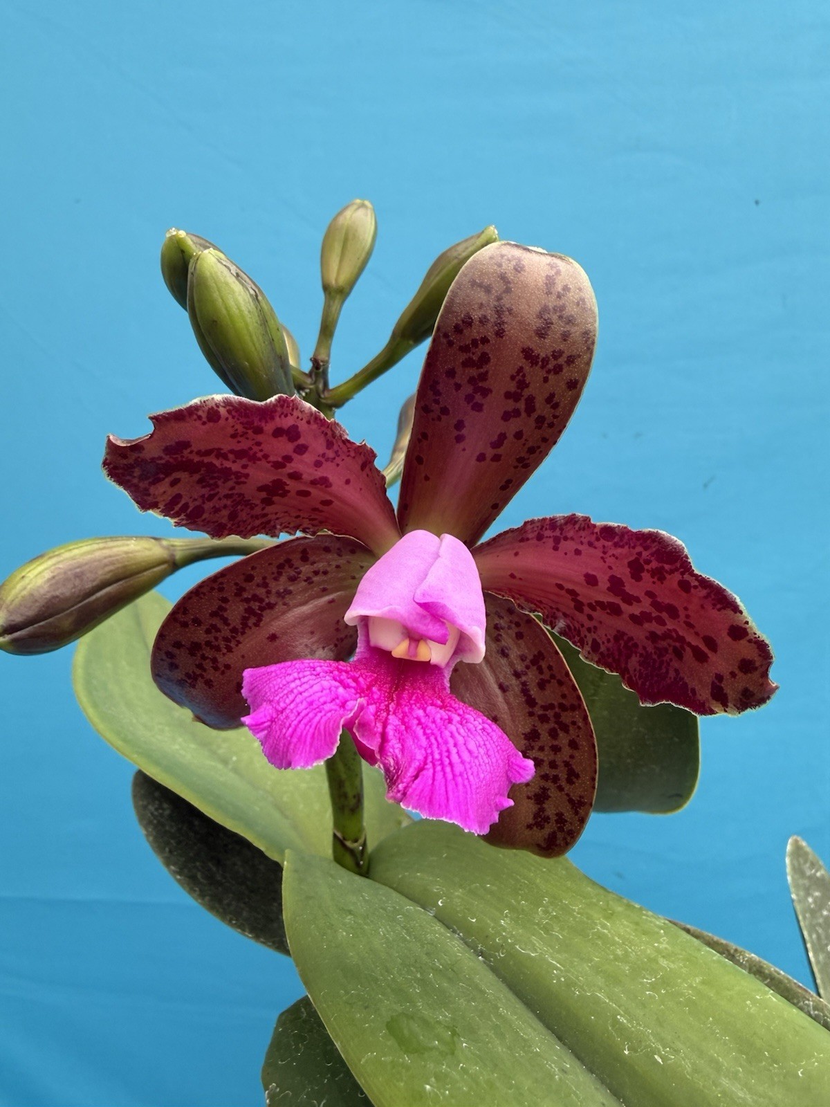 Cattleya tigrina ‘Voodoo Child’ X ‘Summer Voodoo’ Orchid Eros Species 5.5” Pot