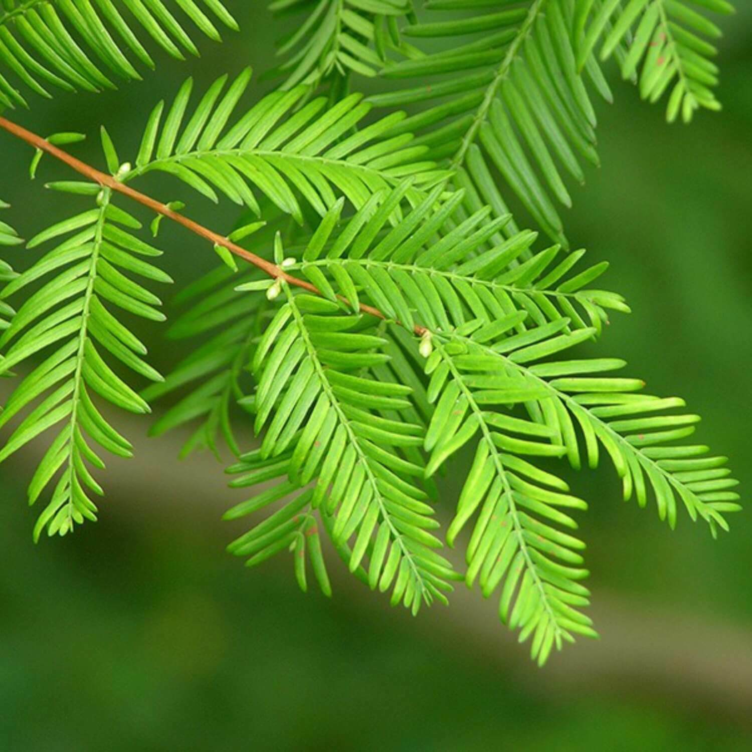 2 Dawn Redwood Trees – Live Potted Plants – 8-12″ Tall Seedlings – Quart Pots