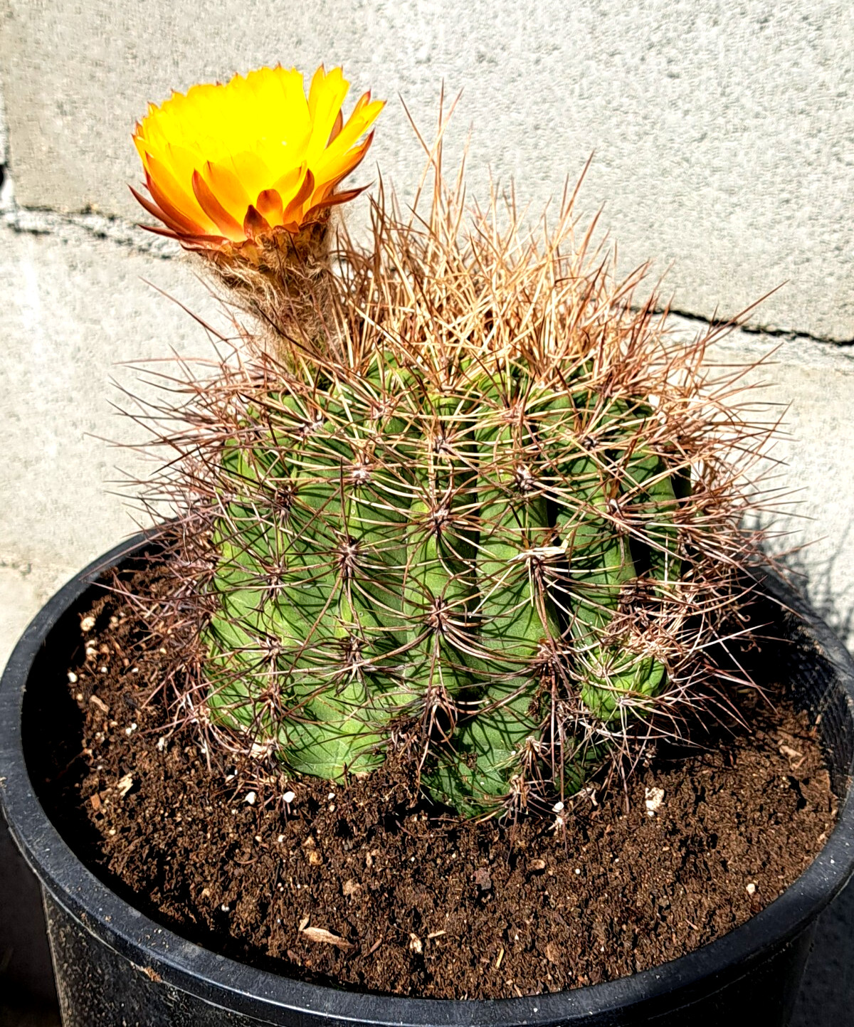 Soehrensia Formosa Giant Echinopsis Cactus With Baby Plant Yellow Flowers