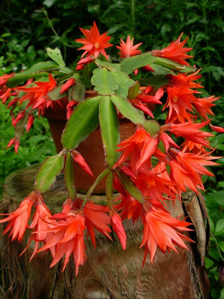 2 Epiphyllum Orchid Fresh cutting plants Cactus 8-12″, orange & purple