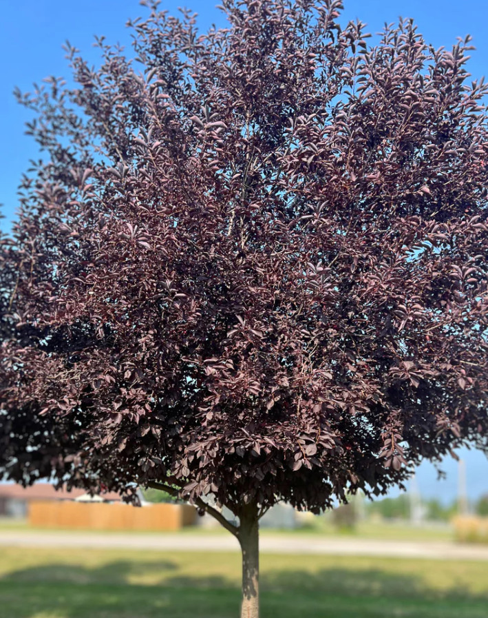 Canada Red Chokecherry Tree, 2–12″ Tall, 2.5″ Pot, No Ship AK, HI, or PR