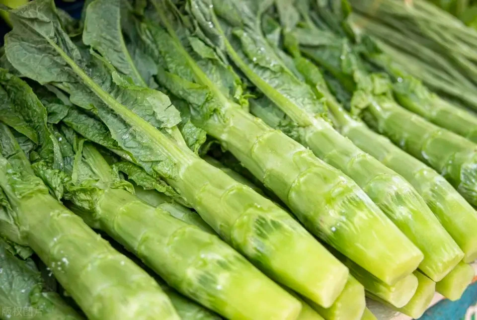 🌱New! Summer 38 Pointed Leaf Celtuce/Wosun/Stem Lettuce 50+ Seeds