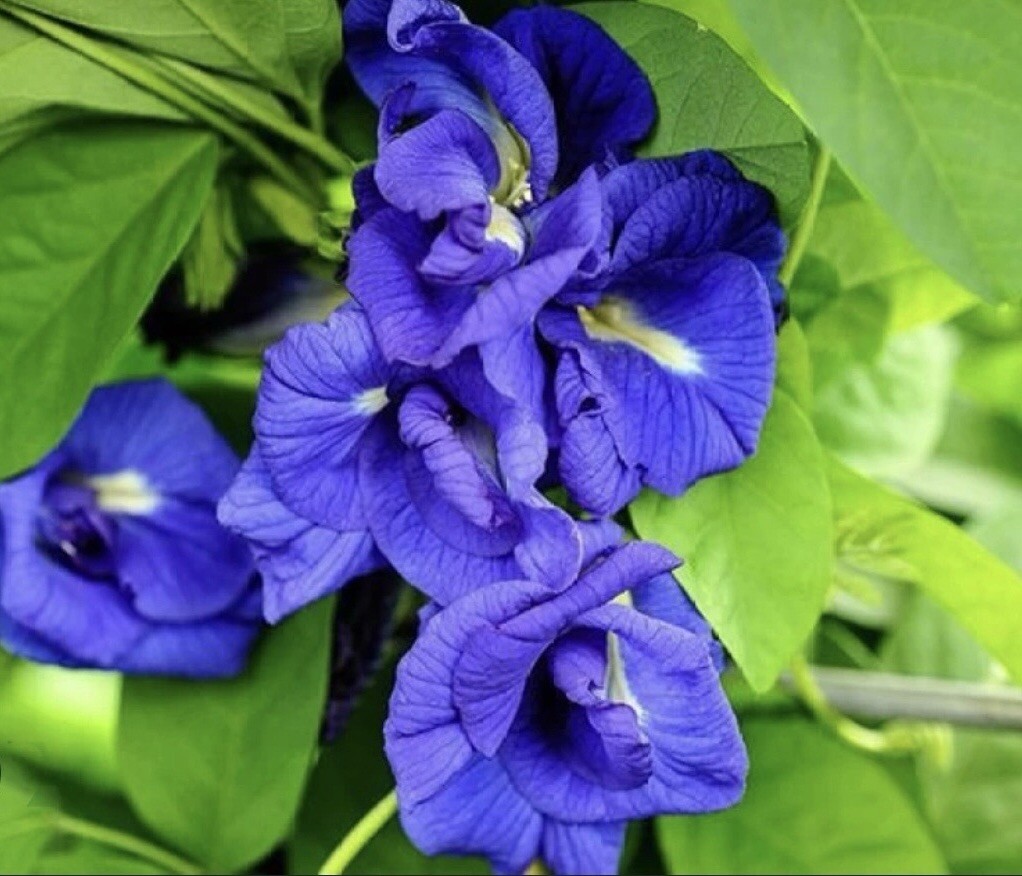 25+ Thai Double Blue Butterfly Pea Seeds, Clitoria ternatea, Genuine USA