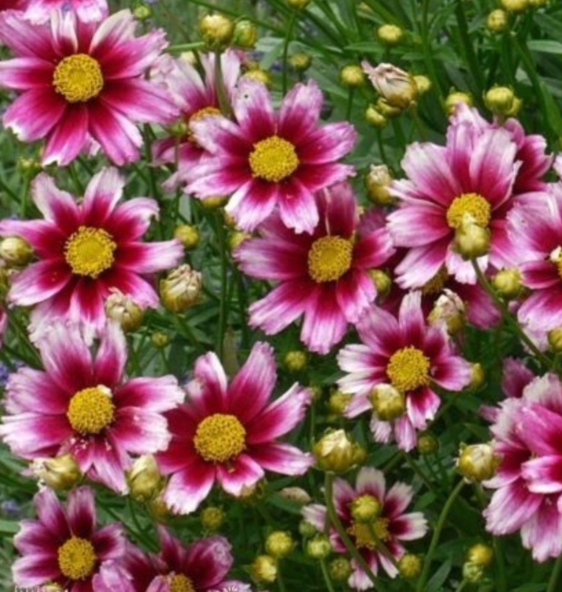 Coreopsis Lil Bang Candy Stripe