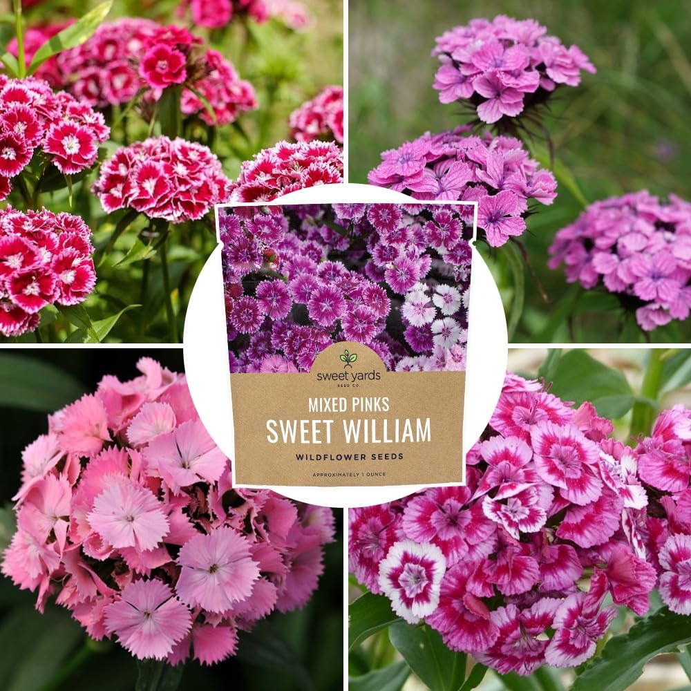 Sweet William Seeds – 1 Ounce Pouch, Shades of white, pink, purple and red