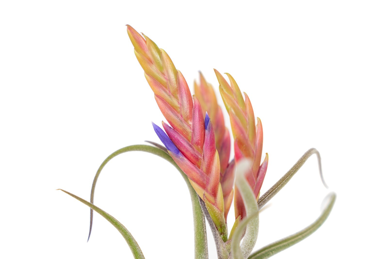 Tillandsia Caput Medusae Air Plants – Wholesale Bulk – Succulent Terrarium Plant