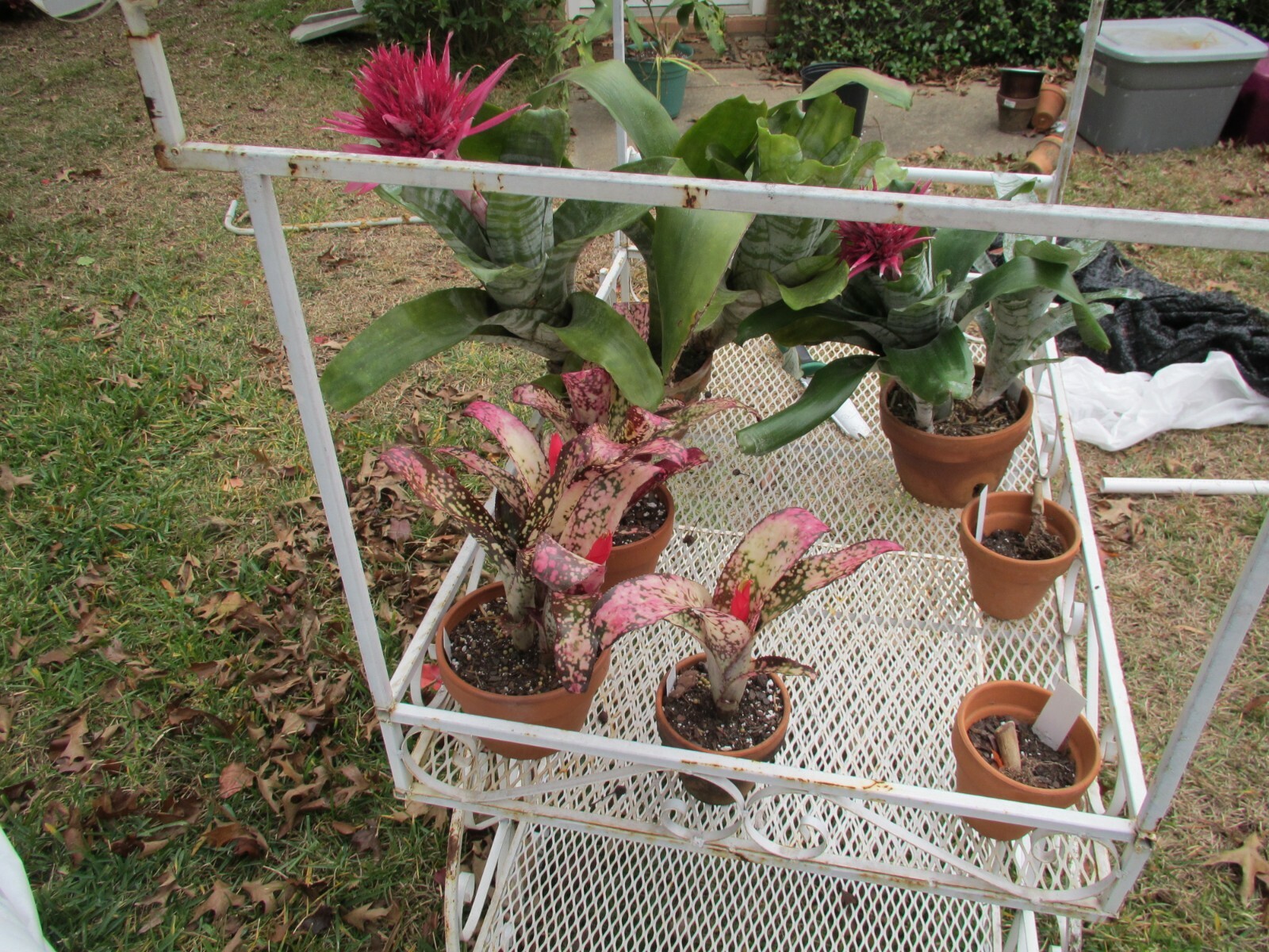 8 assorted bromeliads mix lot SMALL plants neoregelia vriesea billbergia pups
