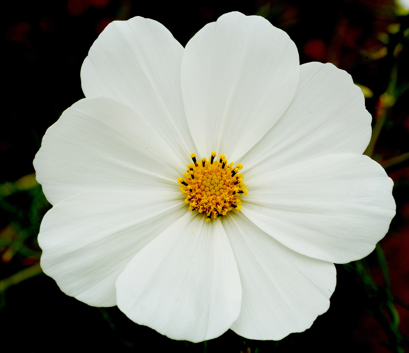 2,000 COSMOS BIPINNATUS Seeds (Psyche White Cosmos) | NON-GMO | Free shipping