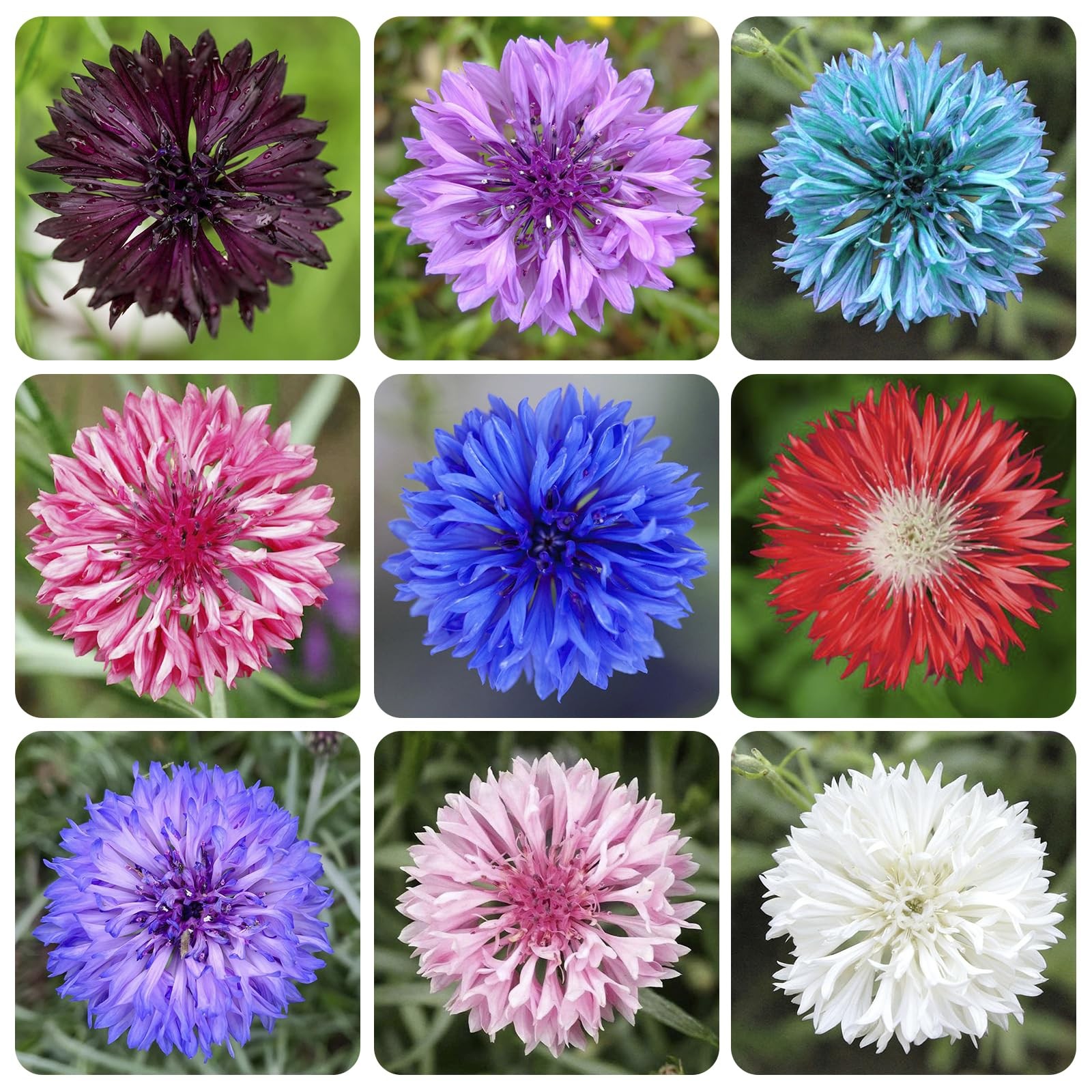 3200+ Mix Cornflower Seeds for Planting – Non-GMO Bachelor Button Flower…