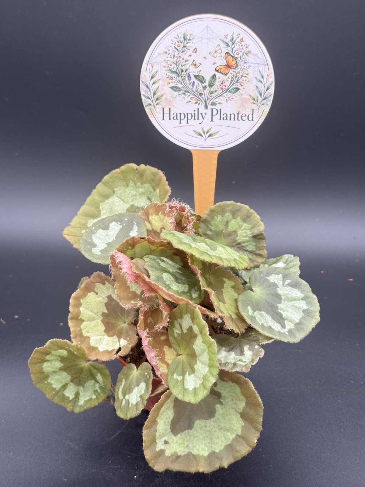 Jingxiensis Var Mashanica Begonia – 4″ Pot Live Plant – Free Shipping