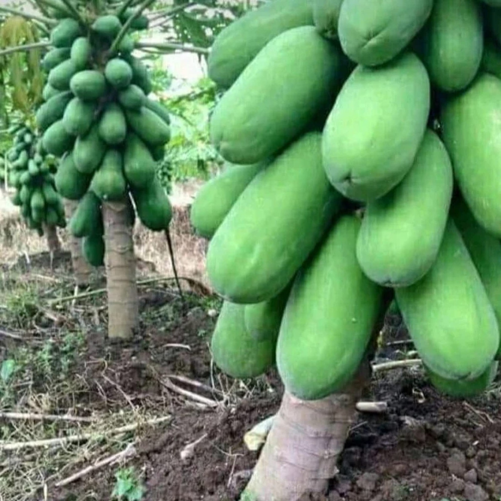 Dwarf Papaya 20 Seeds Sweet Fruit Tree Gardening Grows in Just Weeks Low-Main…