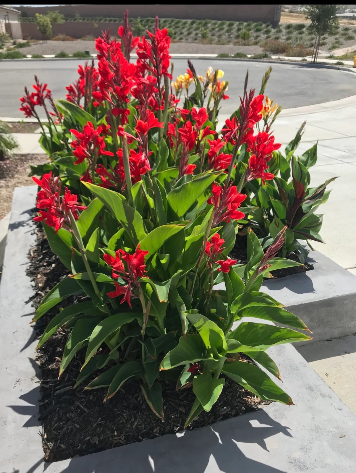 Canna Kreta Rhizome: Brilliant Red Blooms – 1-Rhizome