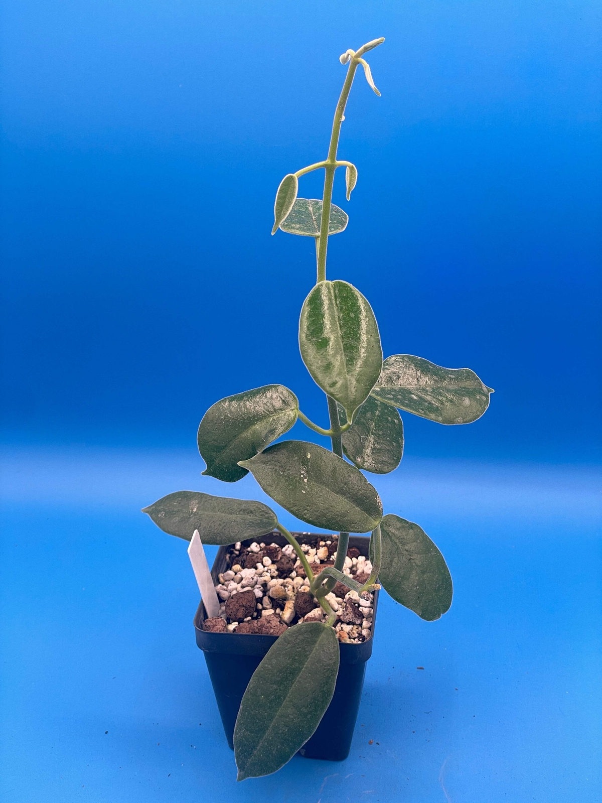 Hoya Ariadna Fully Rooted Grown In 3.5″ pot – Eriostemma Ariadna