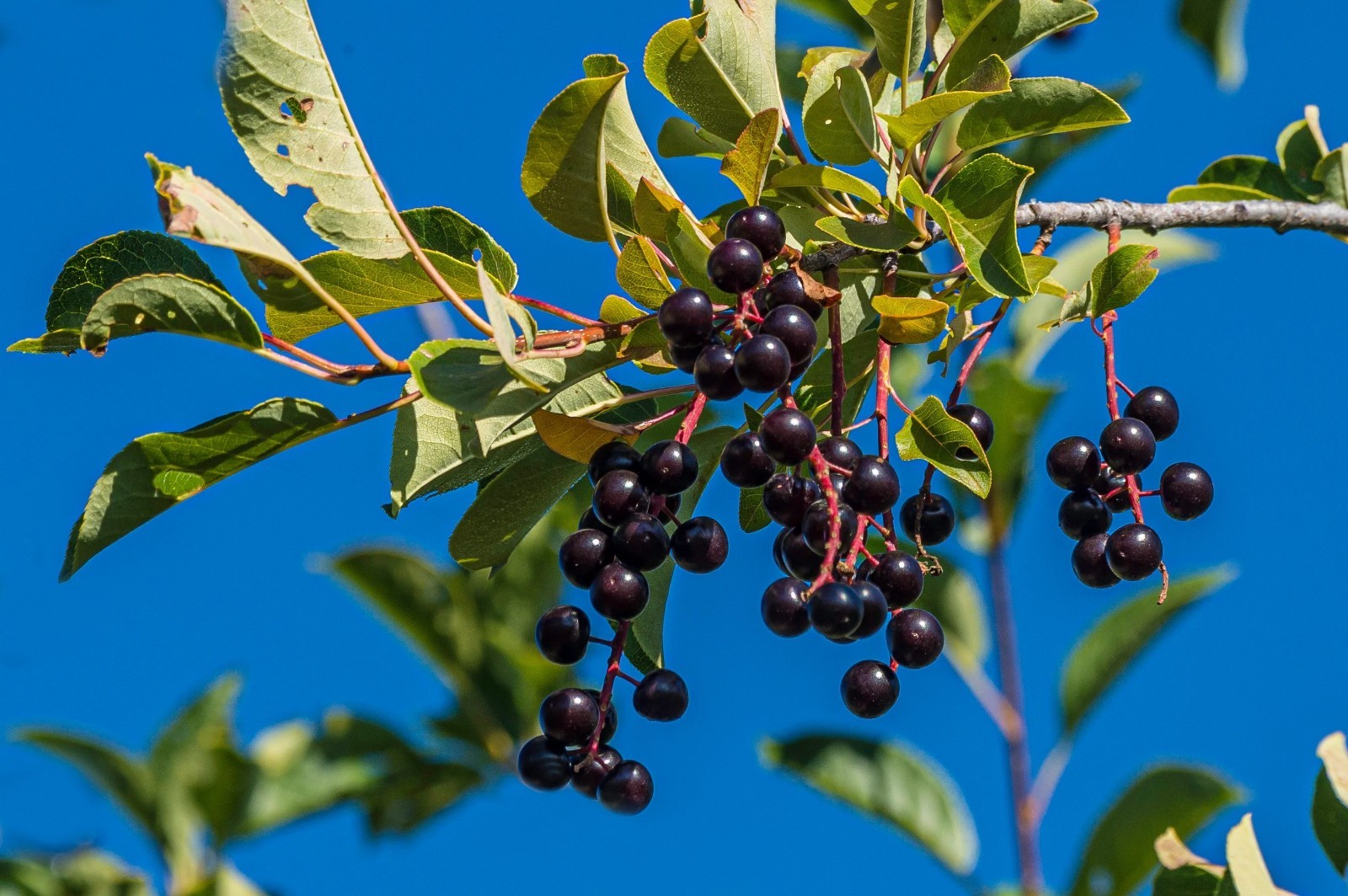 40 pcs Black Cherry Tree Seeds, Prunus Serotina Fruit Tree Seeds for Planting