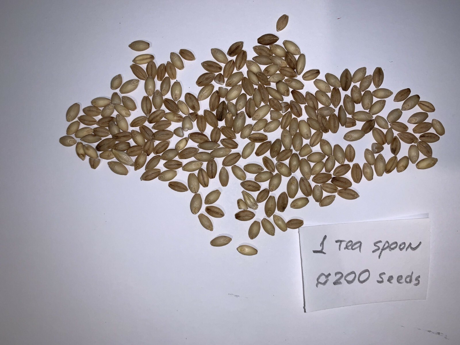 200 Seeds of Barley High Germination Rate, Heirloom Non-GMO Fresh Seeds