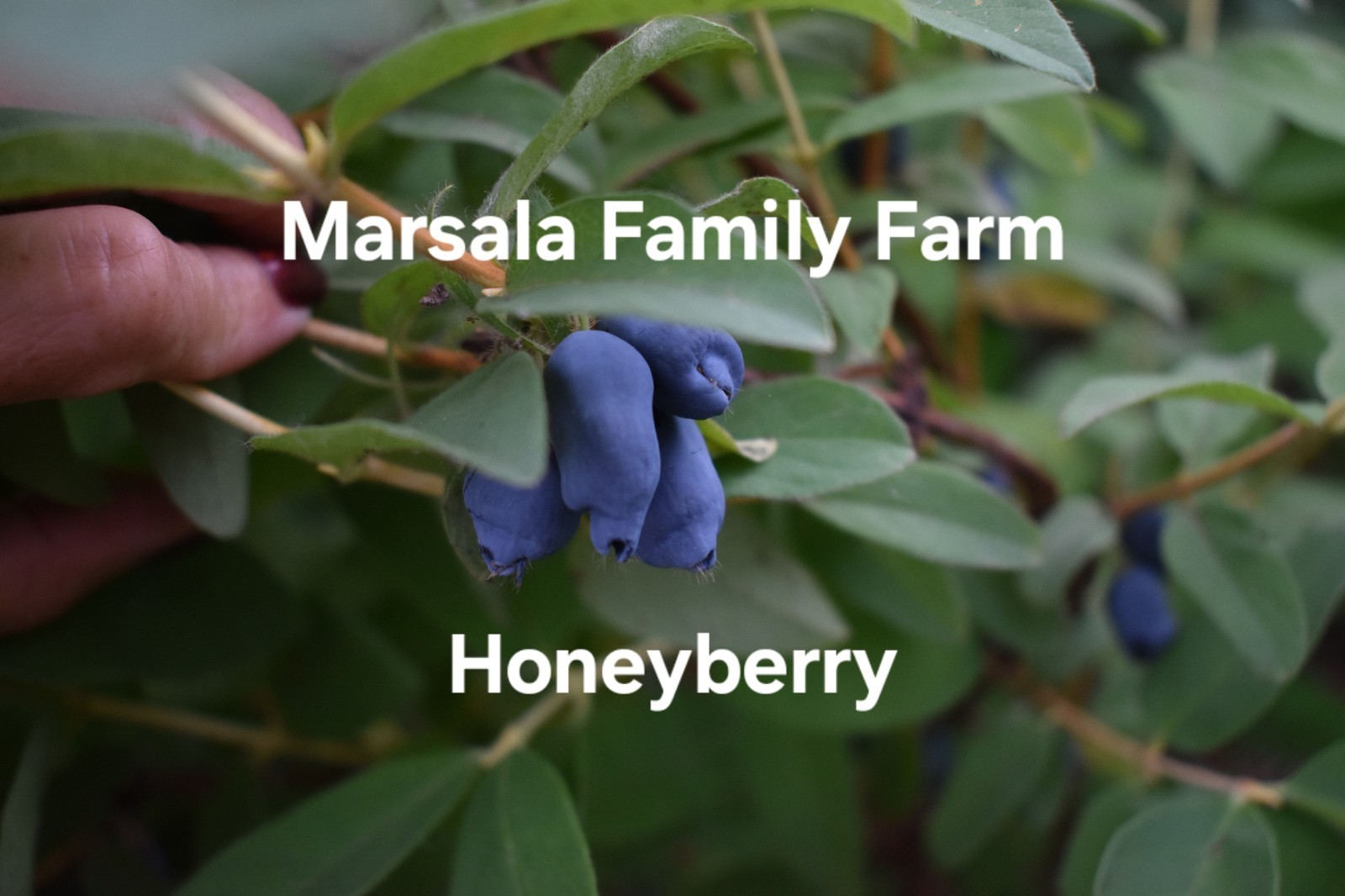 Honeyberry Cuttings(12 Fresh Cuttings) 2 Varieties Sent For Polllination(labeled