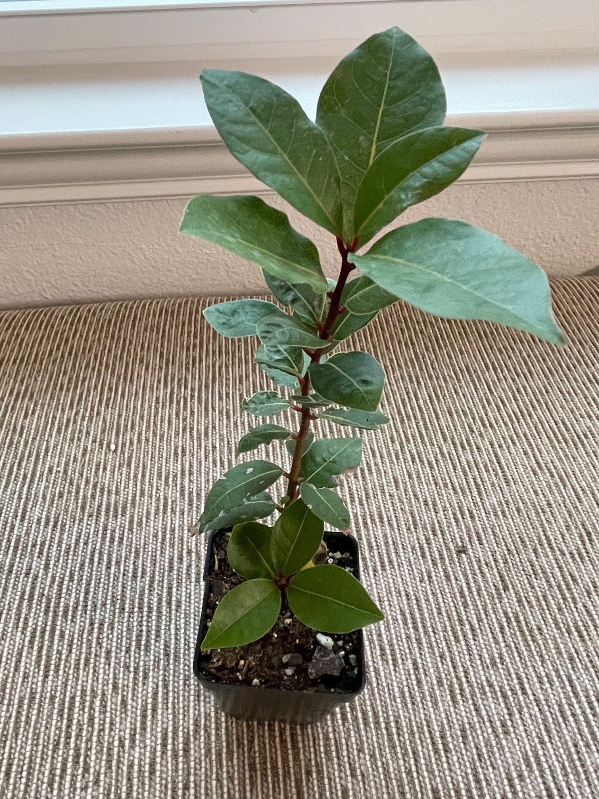 Sweet Bay Laurel Live Plant – Culinary Bay Leaf Herb (Laurus nobilis)
