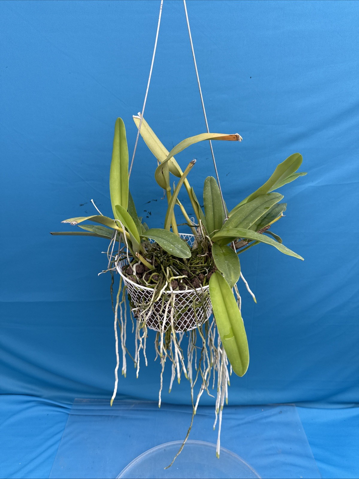 Cattleya maxima albescens ‘Koenigin Sylva’ SM/DOG White Orchid Species 9” Basket