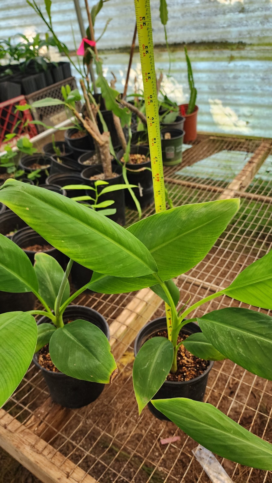 Musa ‘LAKATAN’ Live Filipino Banana Plant – no HI, AZ/TX/FL/LA/PR/US Territory