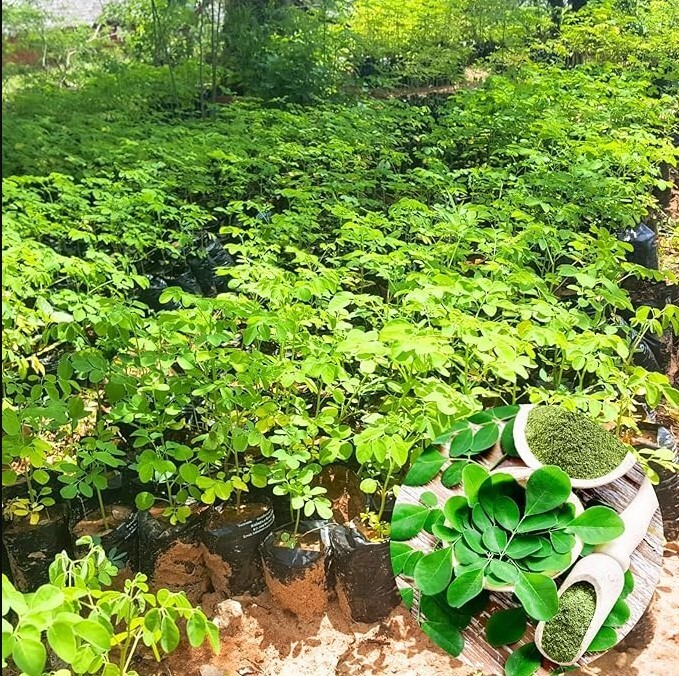 Moringa Oleifera Live Plant – 20–24 Inches Tall in 1 Pot – Drumstick Tree